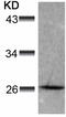 HSPB1 antibody, TA321369, Origene, Western Blot image 