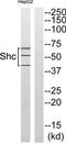 ShcA antibody, TA312075, Origene, Western Blot image 