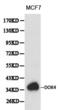 Docking Protein 4 antibody, PA5-75582, Invitrogen Antibodies, Western Blot image 