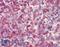 Neutrophil Cytosolic Factor 4 antibody, LS-B3604, Lifespan Biosciences, Immunohistochemistry frozen image 