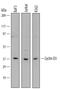 Cyclin D3 antibody, MAB6570, R&D Systems, Western Blot image 