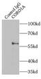 Coronin 1A antibody, FNab01882, FineTest, Immunoprecipitation image 