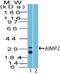 Aminoacyl tRNA synthase complex-interacting multifunctional protein 2 antibody, NBP2-27094, Novus Biologicals, Western Blot image 