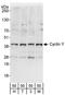 Cyclin Y antibody, A302-376A, Bethyl Labs, Western Blot image 