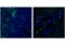 CD11C antibody, 97585S, Cell Signaling Technology, Flow Cytometry image 