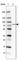 Acyl-CoA Synthetase Short Chain Family Member 1 antibody, HPA043228, Atlas Antibodies, Western Blot image 