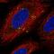 CUB and sushi domain-containing protein 1 antibody, HPA074707, Atlas Antibodies, Immunocytochemistry image 