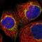 Mitochondrial Fission Regulator 1 antibody, NBP1-84480, Novus Biologicals, Immunofluorescence image 