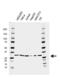 Cyclin Dependent Kinase 5 antibody, VMA00541, Bio-Rad (formerly AbD Serotec) , Western Blot image 