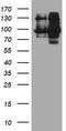 Dipeptidyl Peptidase 9 antibody, TA504039, Origene, Western Blot image 