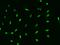 Tripartite Motif Containing 31 antibody, 206575-T02, Sino Biological, Immunohistochemistry paraffin image 