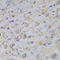 Glutamate Decarboxylase 2 antibody, 13-343, ProSci, Immunohistochemistry frozen image 