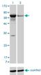 3'-Phosphoadenosine 5'-Phosphosulfate Synthase 1 antibody, H00009061-M05, Novus Biologicals, Western Blot image 