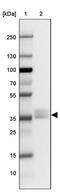 Napsin A Aspartic Peptidase antibody, PA5-61472, Invitrogen Antibodies, Western Blot image 