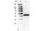 Peroxisome Proliferator Activated Receptor Alpha antibody, NB600-636, Novus Biologicals, Western Blot image 