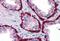 Keratin 15 antibody, MBS246246, MyBioSource, Immunohistochemistry paraffin image 