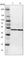 Proteasome 26S Subunit, ATPase 2 antibody, HPA019238, Atlas Antibodies, Western Blot image 