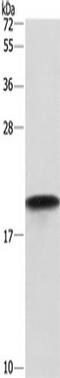 Peptidylprolyl Isomerase F antibody, TA349842, Origene, Western Blot image 