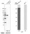 Melanocyte Inducing Transcription Factor antibody, HPA003259, Atlas Antibodies, Western Blot image 