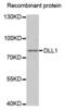 Delta Like Canonical Notch Ligand 1 antibody, abx004223, Abbexa, Western Blot image 