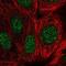 Gem Nuclear Organelle Associated Protein 2 antibody, PA5-66055, Invitrogen Antibodies, Immunofluorescence image 