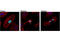 Histone H3 antibody, 53348S, Cell Signaling Technology, Immunocytochemistry image 