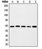 c-Myc antibody, LS-C352575, Lifespan Biosciences, Western Blot image 