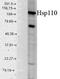 HSPH1 antibody, TA326392, Origene, Western Blot image 