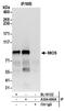 Meiosis Regulator For Oocyte Development antibody, A304-699A, Bethyl Labs, Immunoprecipitation image 