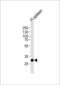 Sin3A Associated Protein 30 antibody, 58-906, ProSci, Western Blot image 