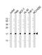 Ribosomal Protein S17 antibody, M05831, Boster Biological Technology, Western Blot image 