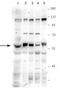 Amidophosphoribosyltransferase antibody, GTX46492, GeneTex, Western Blot image 