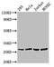 Calcyclin Binding Protein antibody, CSB-PA872536LA01HU, Cusabio, Western Blot image 