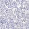 LYPD3 antibody, HPA041529, Atlas Antibodies, Immunohistochemistry frozen image 