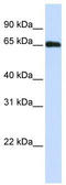 DDB1 And CUL4 Associated Factor 11 antibody, TA329484, Origene, Western Blot image 