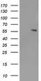 Peroxisome proliferator-activated receptor alpha antibody, CF503545, Origene, Western Blot image 