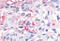 Estrogen-related receptor gamma antibody, MBS243018, MyBioSource, Immunohistochemistry frozen image 