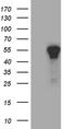 Zinc Finger Protein 583 antibody, CF810526, Origene, Western Blot image 