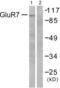 Glutamate Metabotropic Receptor 7 antibody, abx013095, Abbexa, Western Blot image 