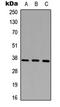 CD68 Molecule antibody, LS-C354600, Lifespan Biosciences, Western Blot image 