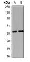 ELAV-like protein 3 antibody, orb340994, Biorbyt, Western Blot image 