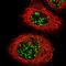 Cerebellar degeneration-related protein 2 antibody, NBP1-84562, Novus Biologicals, Immunocytochemistry image 