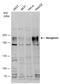 Neogenin antibody, GTX109043, GeneTex, Western Blot image 