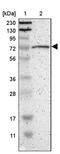 G Protein Signaling Modulator 2 antibody, PA5-52555, Invitrogen Antibodies, Western Blot image 