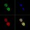FAS antibody, GTX30468, GeneTex, Immunofluorescence image 