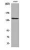 Nuclear factor related to kappa-B-binding protein antibody, orb161989, Biorbyt, Western Blot image 