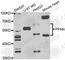 Peter Pan Homolog antibody, A7377, ABclonal Technology, Western Blot image 
