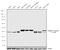 Glutamate-Ammonia Ligase antibody, 701989, Invitrogen Antibodies, Western Blot image 