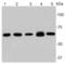 p65 antibody, NBP2-67284, Novus Biologicals, Western Blot image 