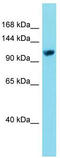 Elongation Factor Tu GTP Binding Domain Containing 2 antibody, TA335754, Origene, Western Blot image 